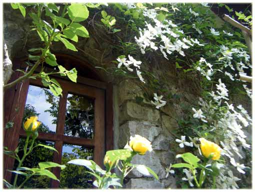 �����̑����͂ނ悤�ɍ炭�N���}�`�X�����^�i�X�m�[�t���[�N�ƃo��