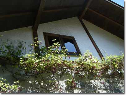 �����A���t�g�̑��̉��̃A�P�r