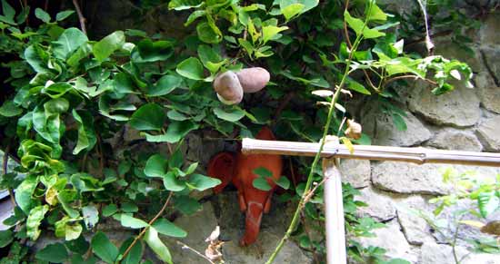 �����A�Εǂ�w�i�Ɉ�S���E�A�P�r