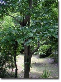 �G�m�L�̖�