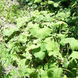 �������Ă��郄�}�u�L