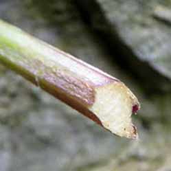 ���}�u�L�ɂ͌����Ȃ�