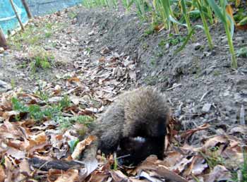 �j���j�N�̔��̐��̂��΂Ŏ���ł����n�N�r�V��