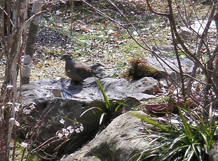 �������݂ɗ���L�W�o�g