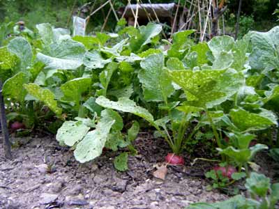 ���̂Q�O���卪