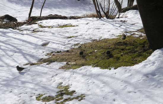 ���ŉa��H�ׂ鏬������