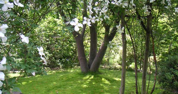 �N���}�`�X�̉Ԃ̃A�[�`�Ƒ��̑�