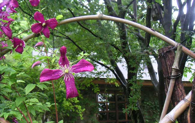 �J�ɔG���N���}�`�X�A�}�_����W�����A��R���{��