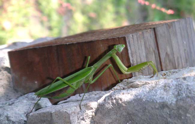 �����̑傫�Ȏq�����J�}�L��