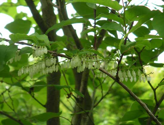 �l�W�L�̉�