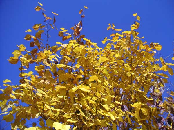 �_���R�E�o�C�̉��F�Ɛ�