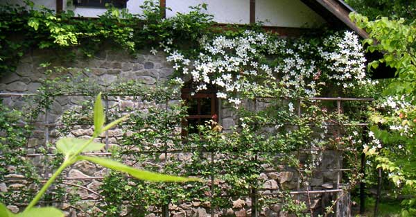 �N���}�`�X�����^�i�X�m�[�t���[�N