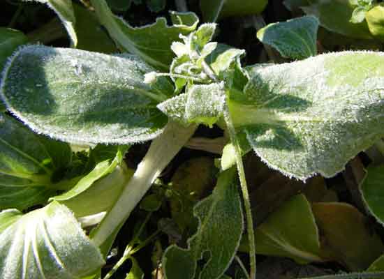 ���A�����~��Đ^�����ȃ`���Q���T�C�A�^�񒆂̓n�R�x