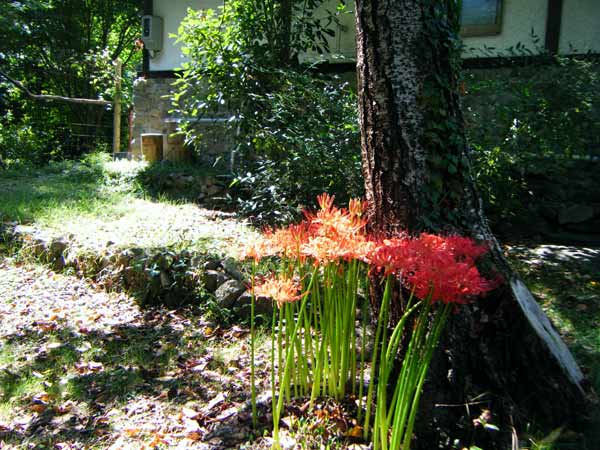 �q�K���o�i�A���N�͍炭�̂���������