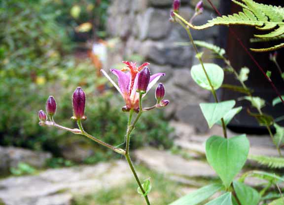 ���֑O�̃z�g�g�M�X