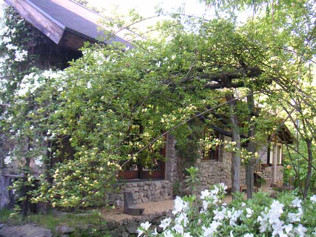 �L���b�R�E�o���ƃ����^�i��X�m�[�t���[�N�̃A�[�`