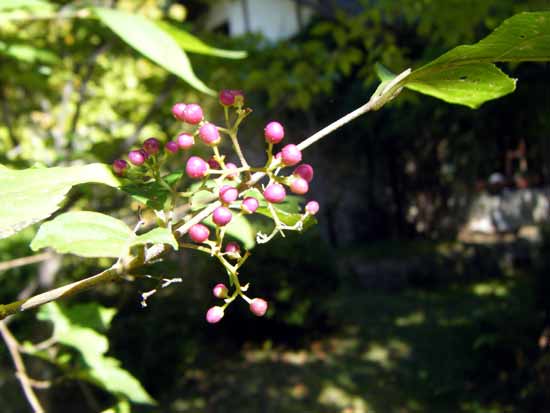 �����T�L�V�L�u�̎�