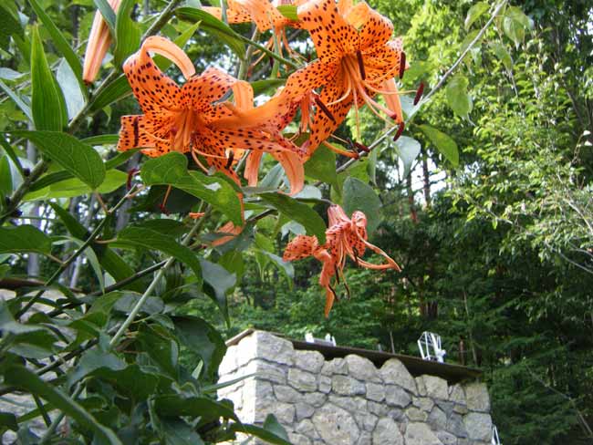 �i�s���̐ΐς݂̉ƂƃI�j����