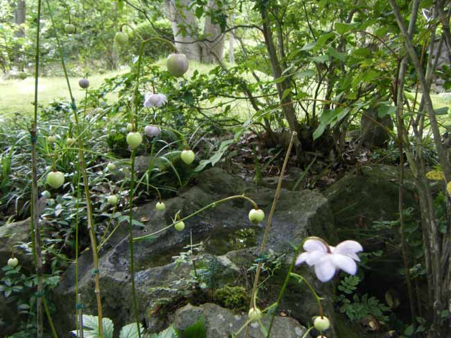 �����Q�V���E�}�Ɛ���