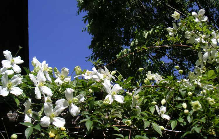 �ؐ��A�[�`�̏�̃N���}�`�X�E�����^�i�E�X�m�[�t���[�N�Ɛ�