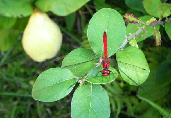 �ԂƂ�ڂƃJ�����̎�