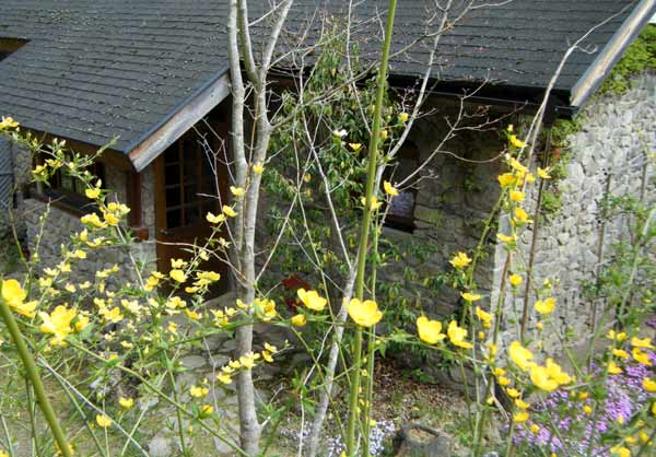 ���}�u�L�z���Ɍ��錺��