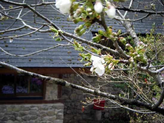 �T�N�����{�̉ԉz���Ɍ���ΐς݂̉Ƃ̌���