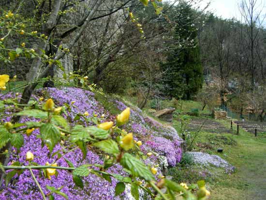 �y��̃V�o�U�N���ƃ��}�u�L