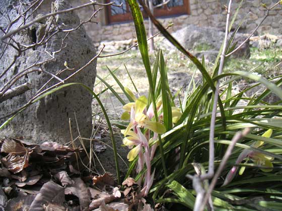 �V�����������炭