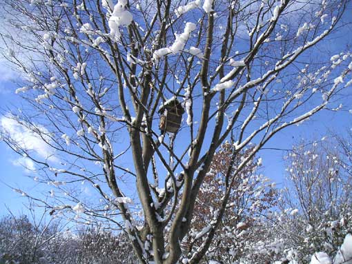 �P���L�Ƒ����ɐς����