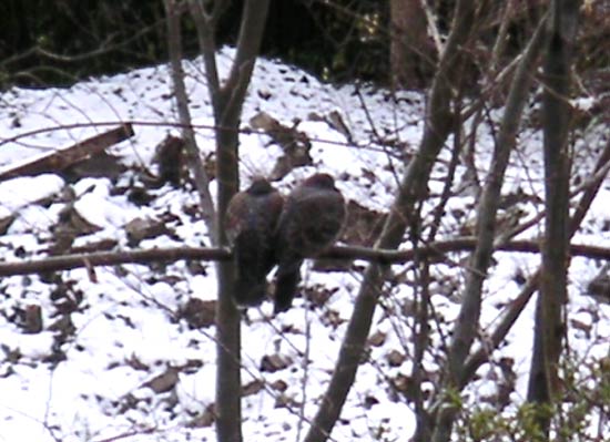 �΂₯�Ă܂����A���r�܂����L�W�o�g�ł�