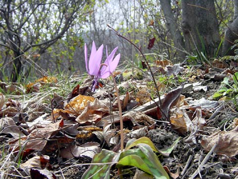 ��̃J�^�N��