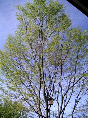 �O��̟O�̉萁��