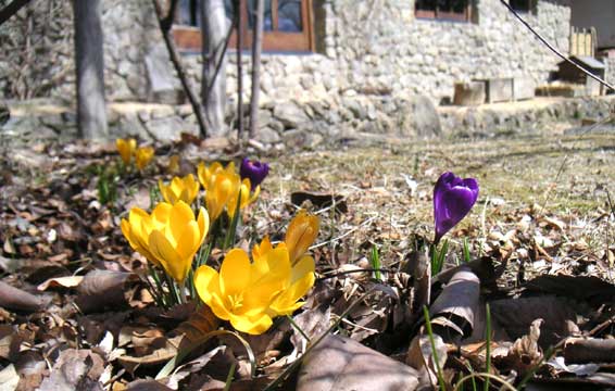 �t�Q�Ԃɍ炭�N���b�J�X