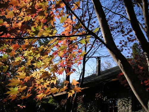 ��ƃI�I���}���~�W�̍g�t