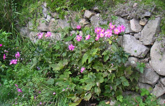 �Z���s���N�ŉԕقׂ̍��V���E���C�M�N