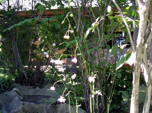 ����̂��΂̃����Q�V���E�}