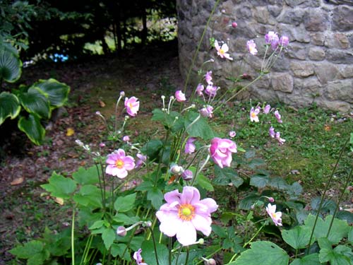 �~���ΐς݂̏����ƃV���E���C�M�N