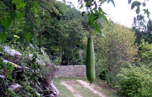 ���̕ӂ̖؂ɗ��܂��Ă݂��w�`�}