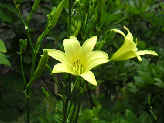 �W�������ʂ������F�����������E�X�Q