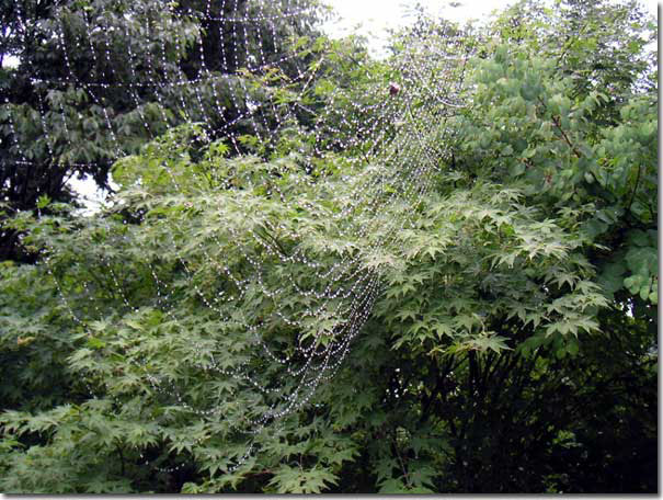 �J�ɔG��邭���̑�