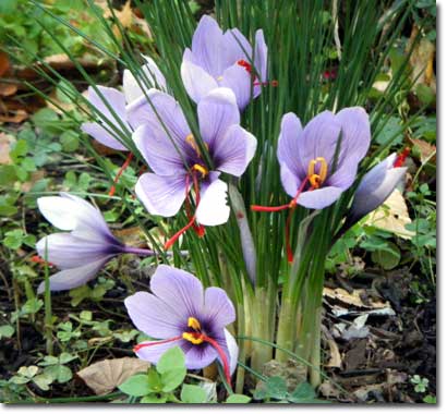 �����߂��ׂ��ڗ��T�t����