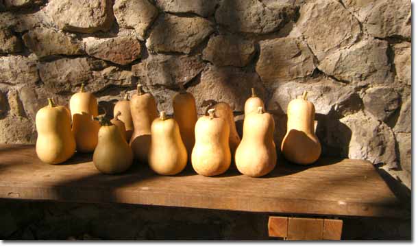 �J�{�`���A�o�^�[�s�[�i�b�c�̎��n