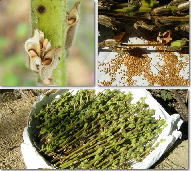 ���Ӗ��̎��n�̗l�q