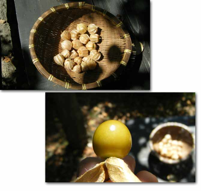 �H�p�z�E�Y�L�A��t���Ɣ���ނ��Ē��̎����o�������