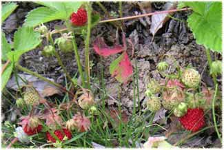 �킩��₷���G����Ȃ��ł������������Ȃ��Ă���l�q