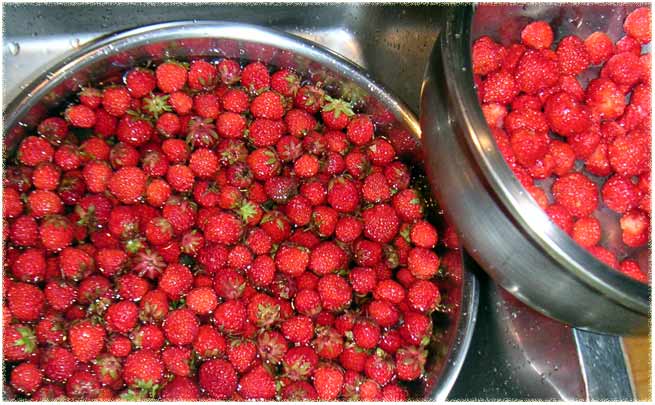 �{�E���ɕ����Ԃ���������