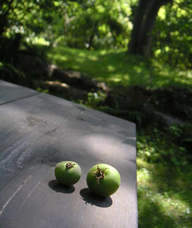 ��̃e�[�u���̏�̃W���K�C���̎�