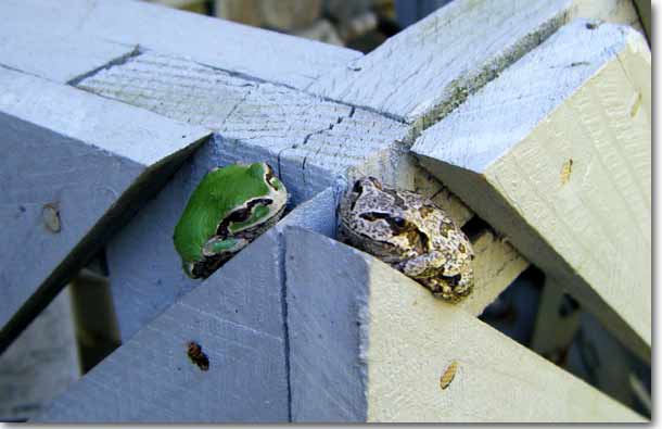 �ΐF�̃A�}�K�G���ƃO���[�ɋ[�Ԃ����A�}�K�G�������������Ă���