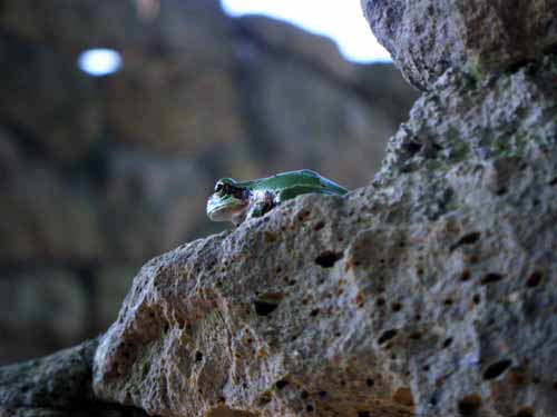 �ΐς݂̑��̊p�̃A�}�K�G��